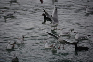 d0be-d182d180d0b5d0b7d0b2d0bed181d182d0b8-d0bad0b0d0ba-d0bdd0bed180d0bcd0b5-d0b6d0b8d0b7d0bdd0b8-d0bcd0b0d0b9d181d0bad0b8d185-d0b6d183